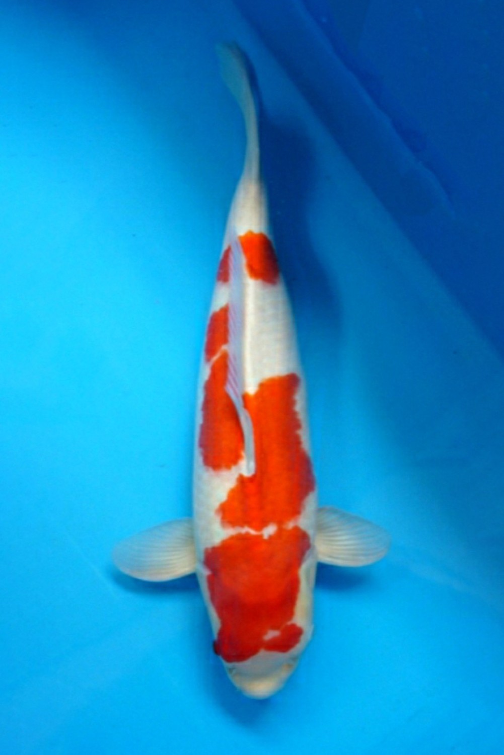 Juara 2