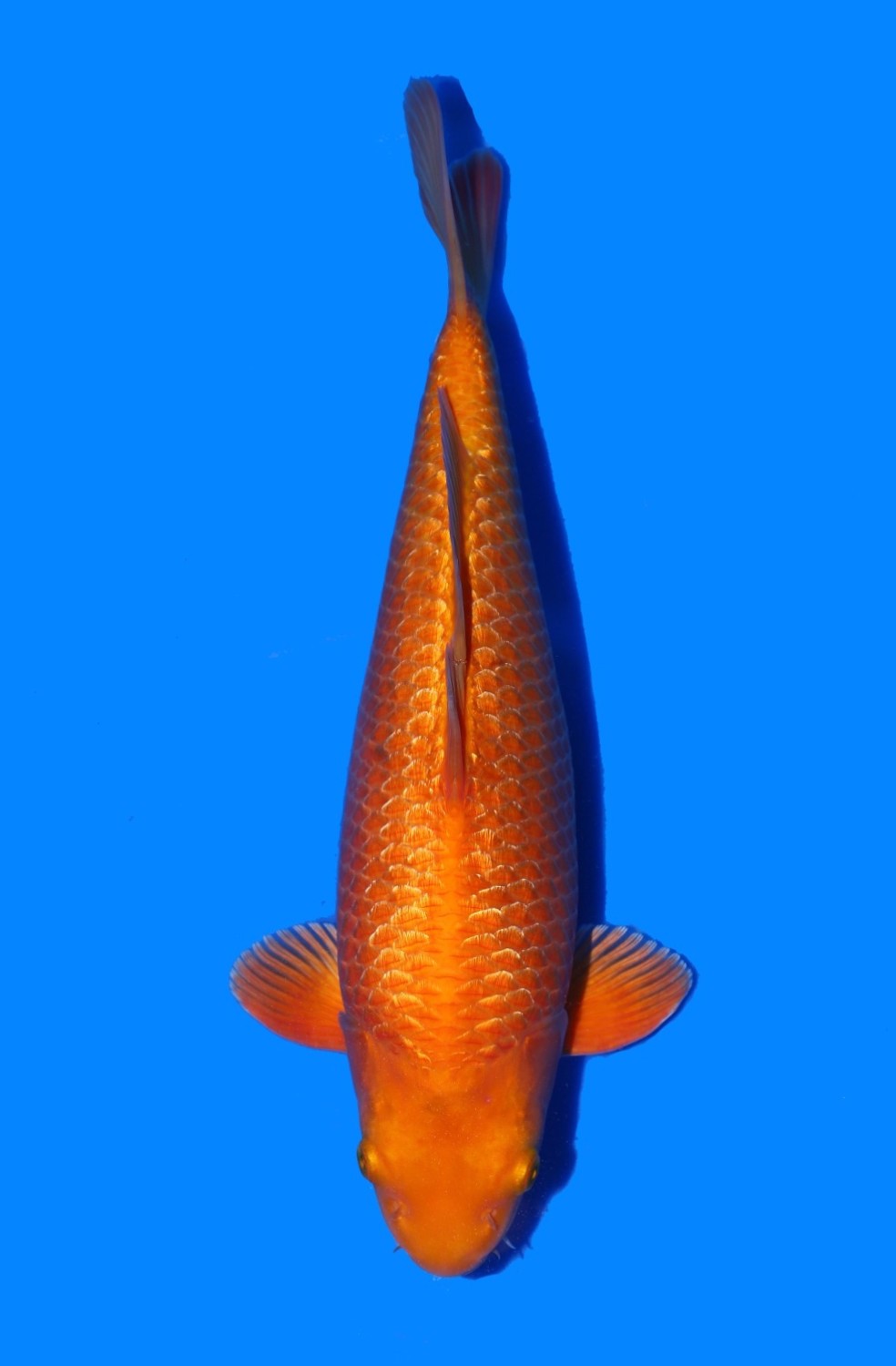 Juara 1