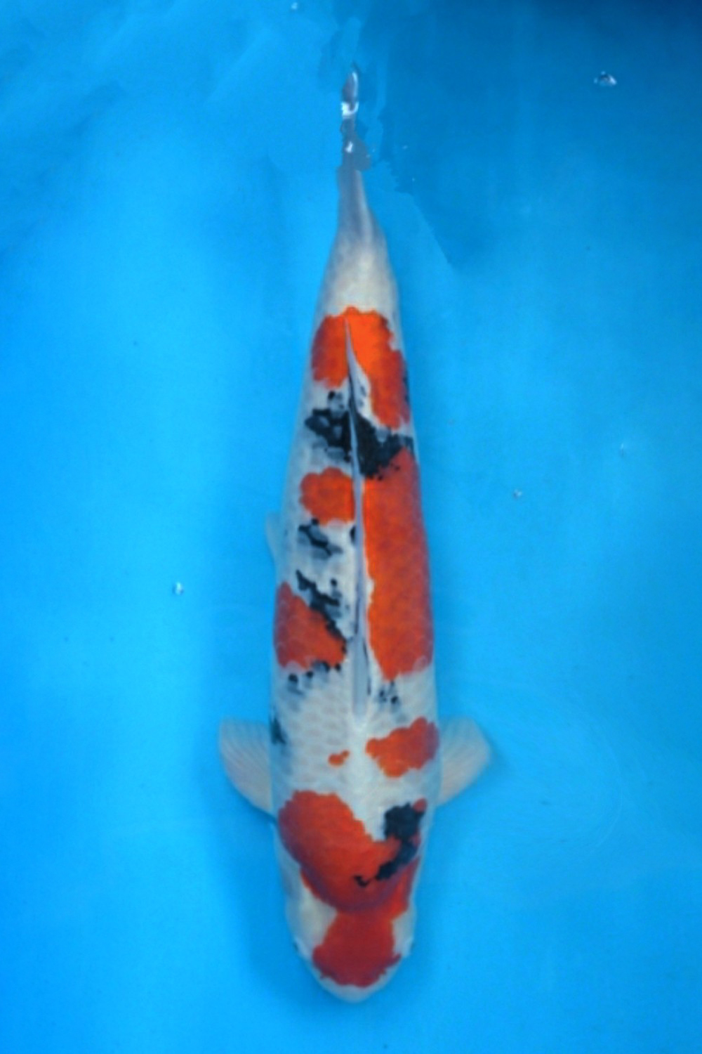Juara 2