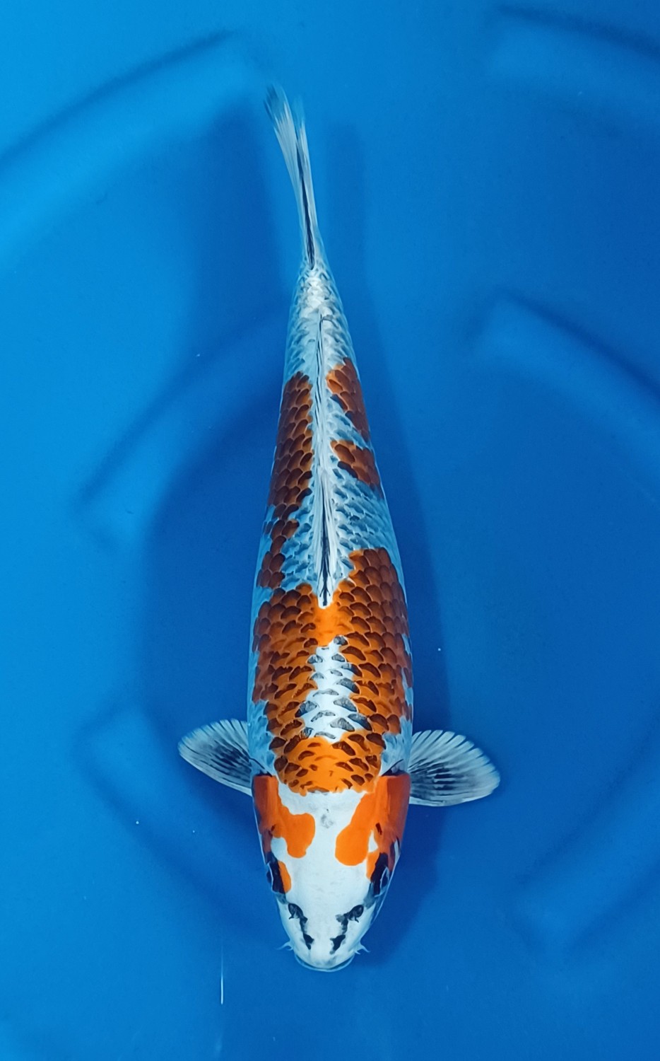 Juara 1