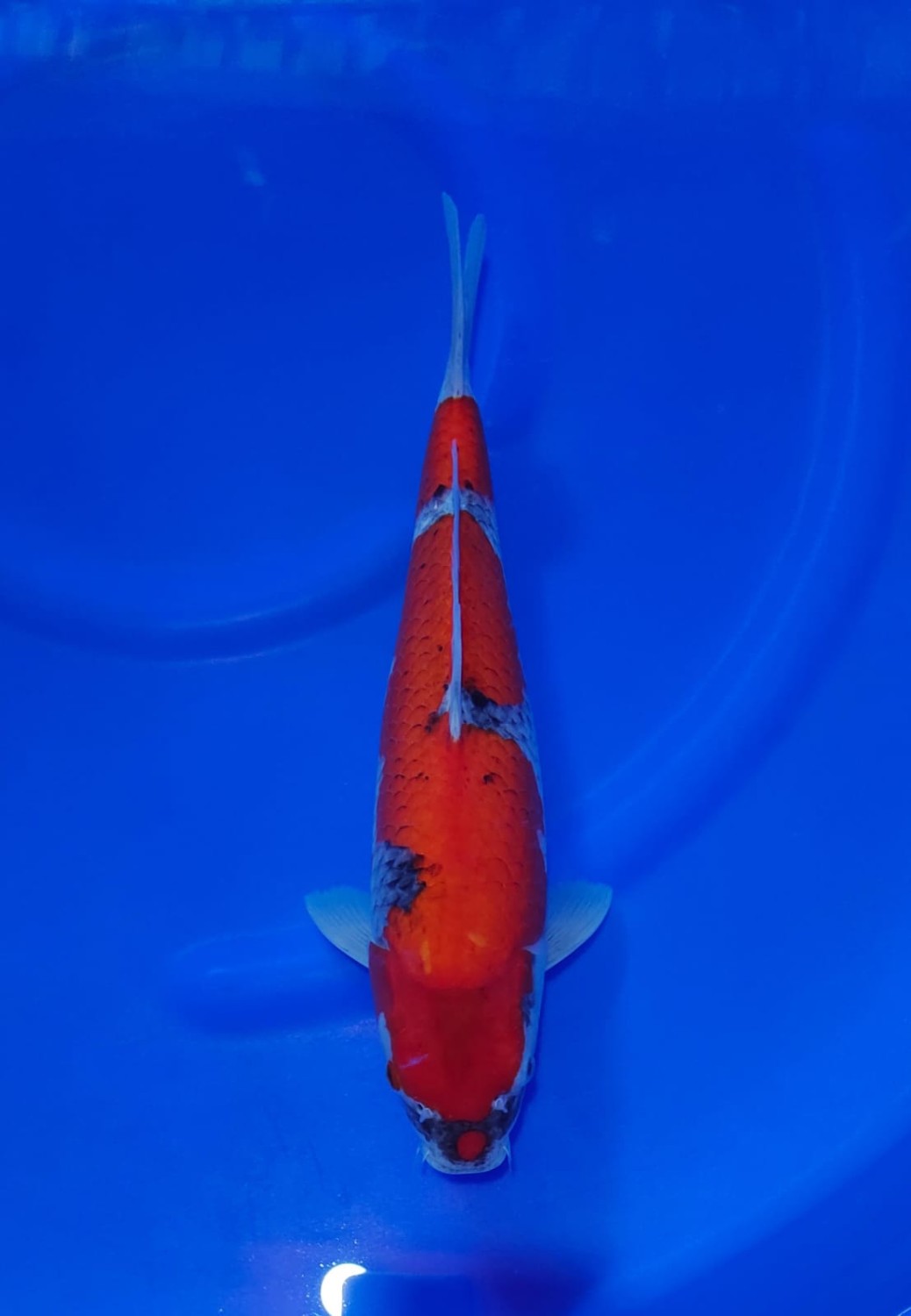 Juara 1