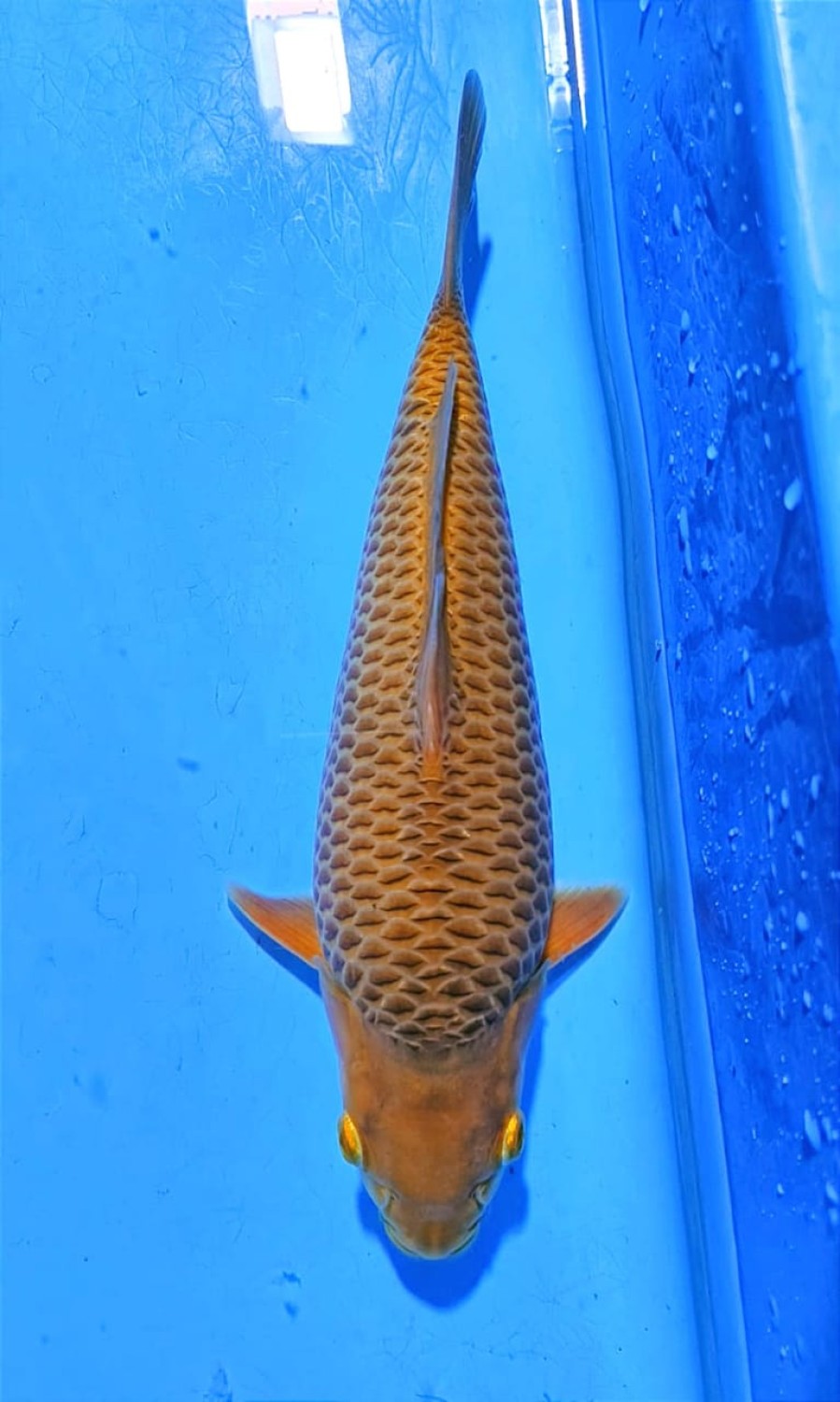Juara 2