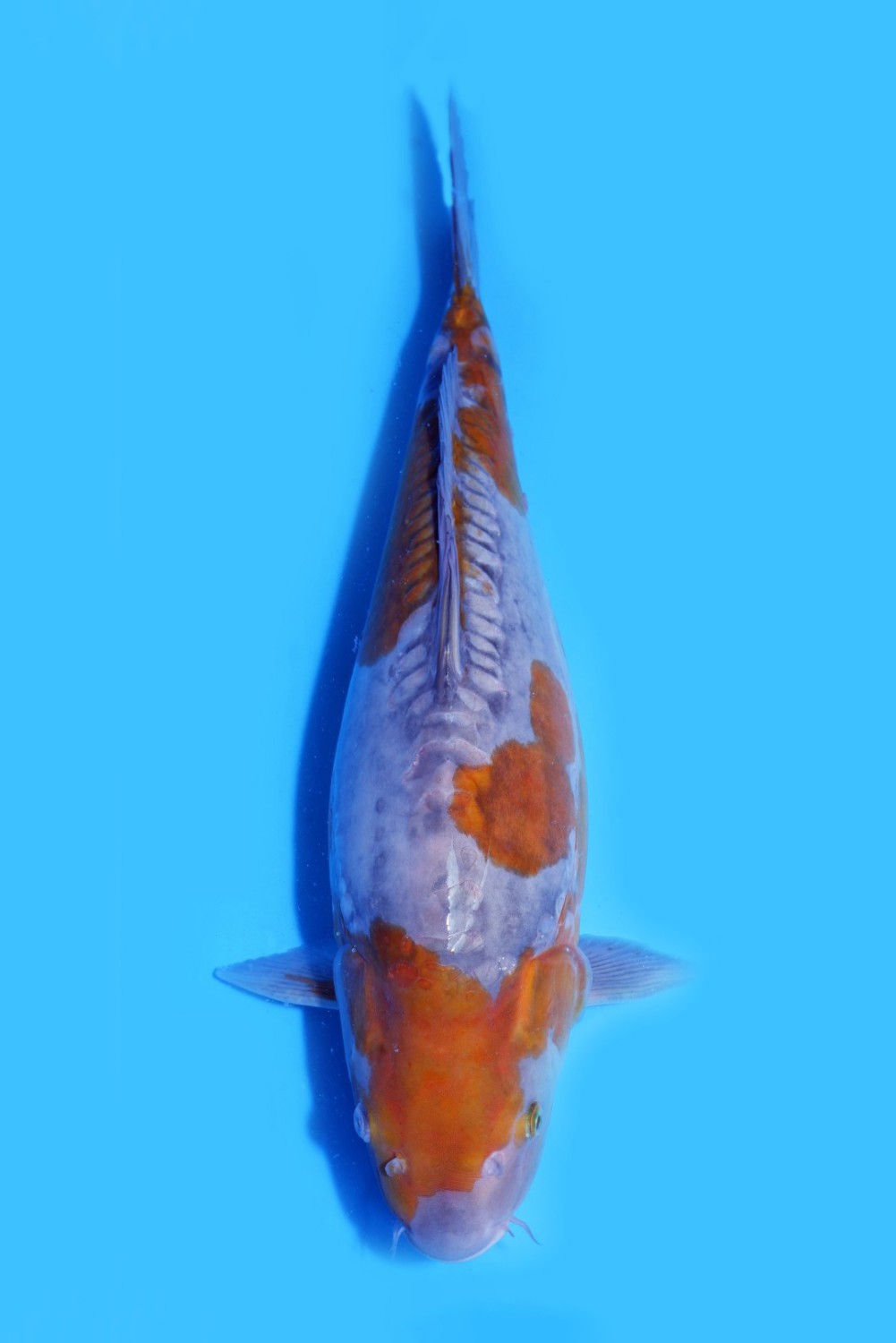 Juara 1