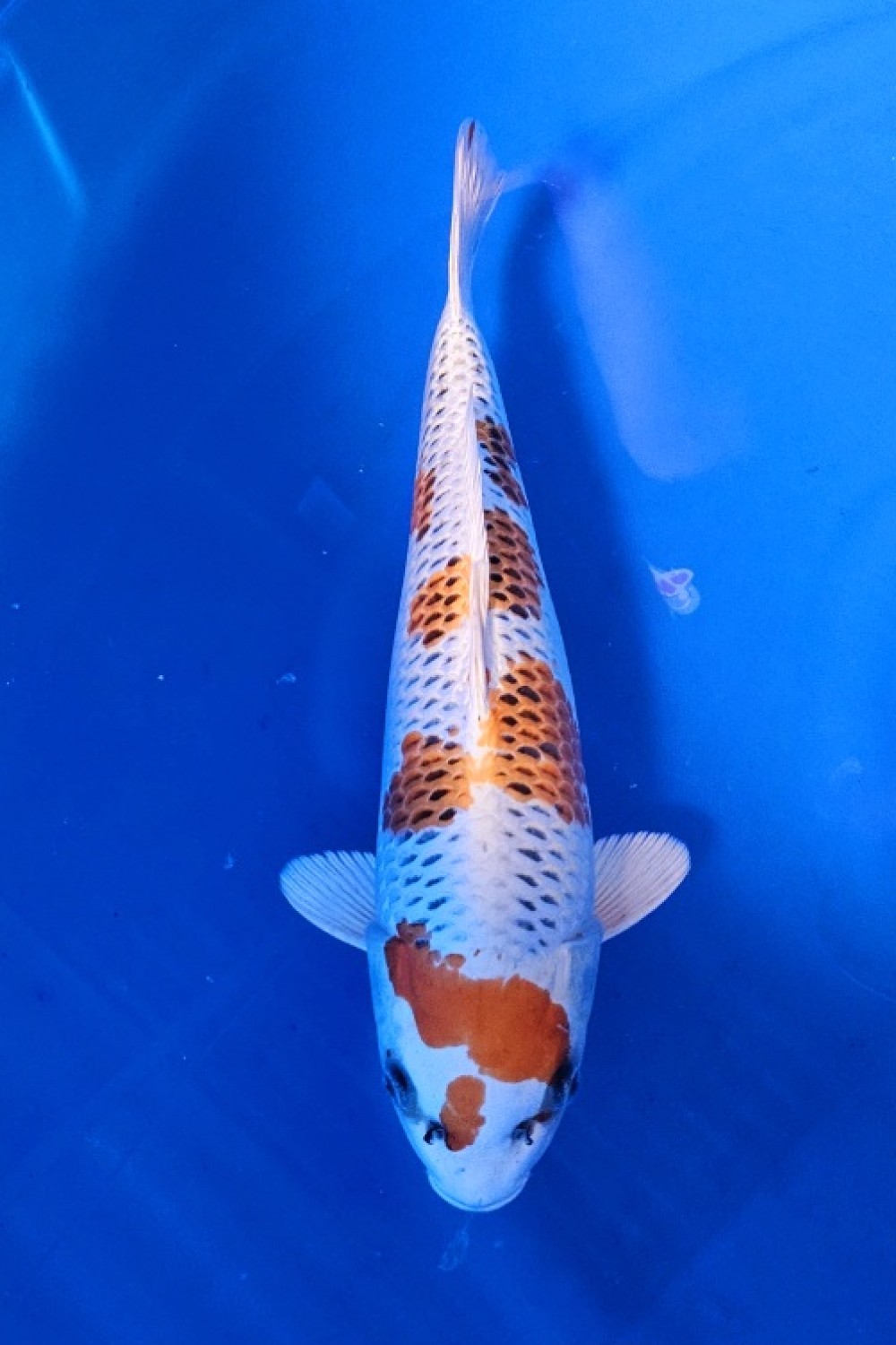 Juara 1