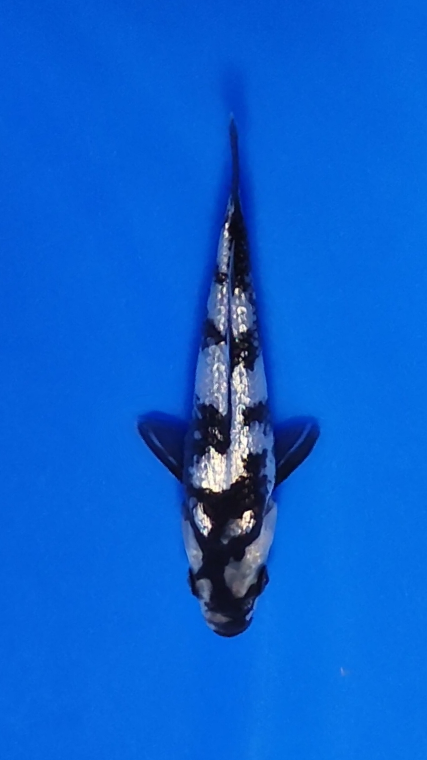 Juara 1