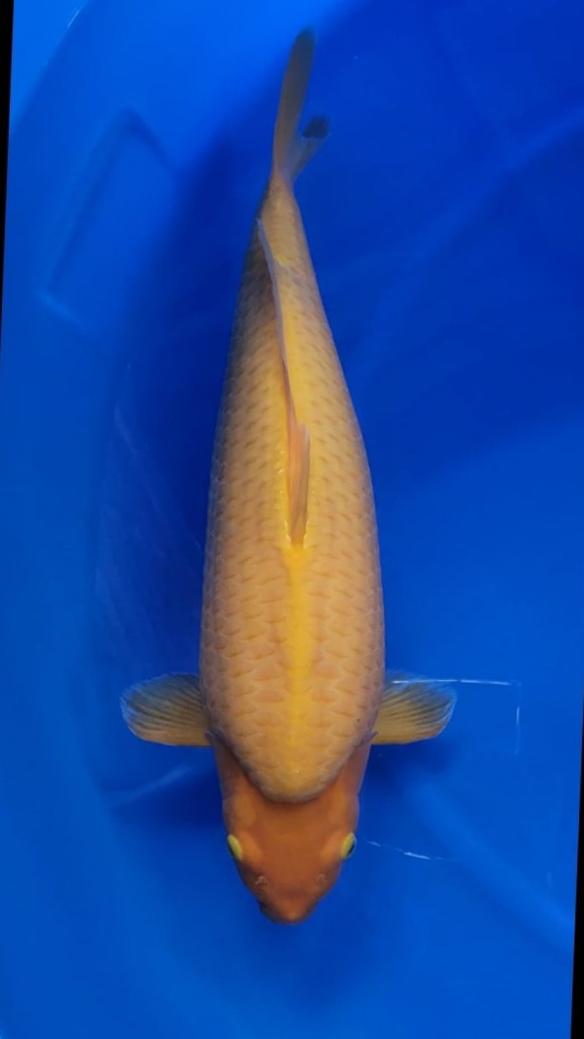 Juara 1