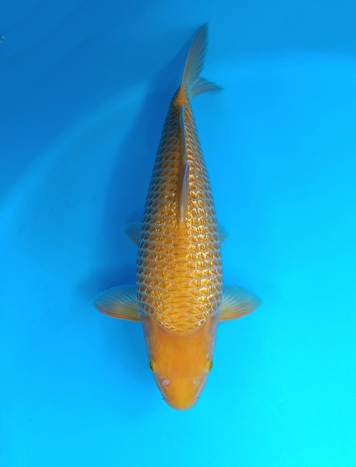 Best In Size E, 36 - 40 cm