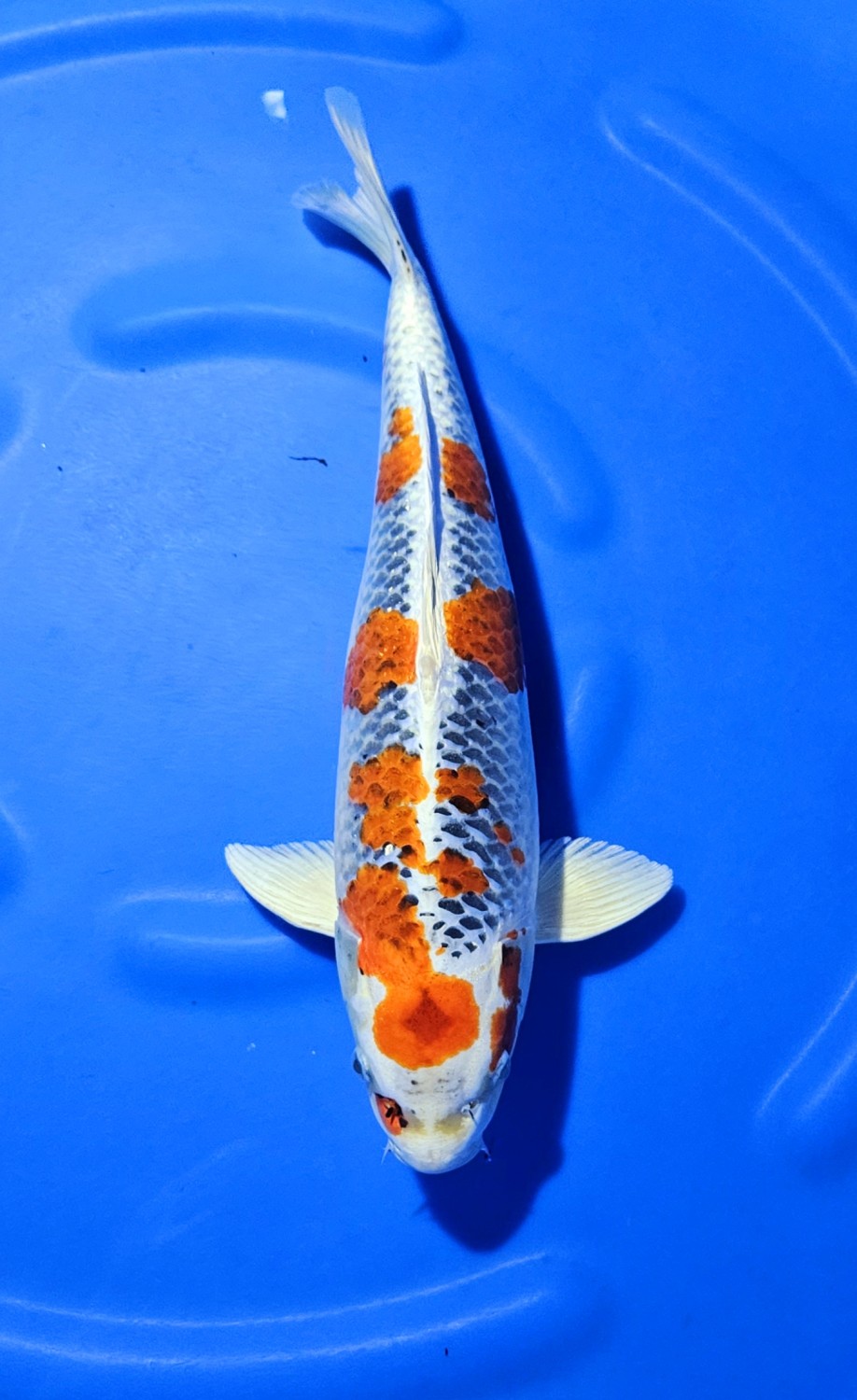 Juara 4
