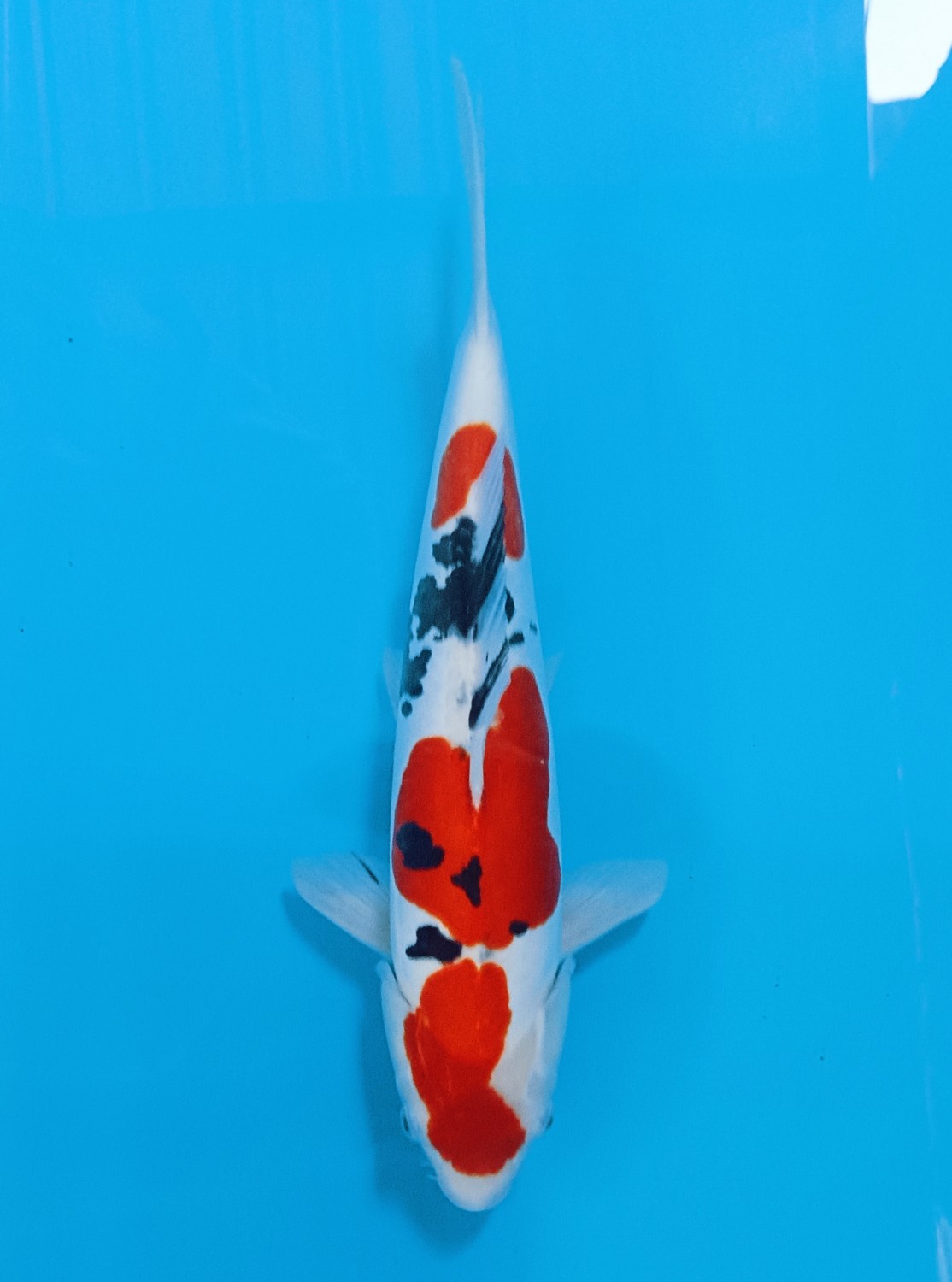 Juara 5