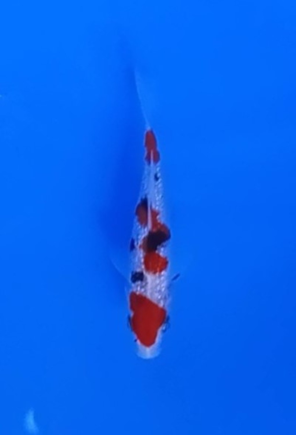 Juara 5