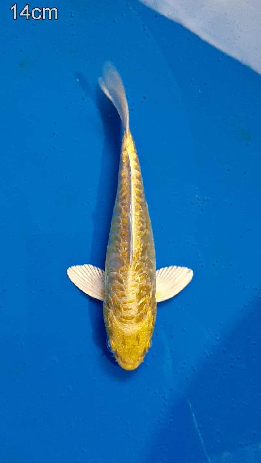 Juara 3