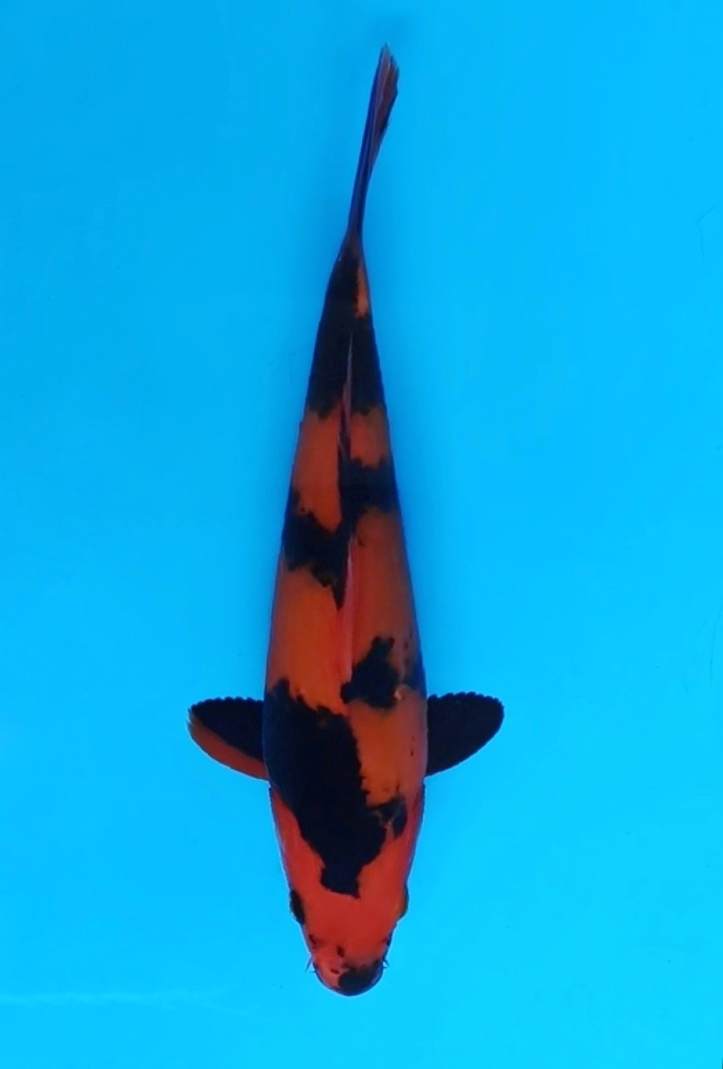 Best In Size D, 21 - 25 cm