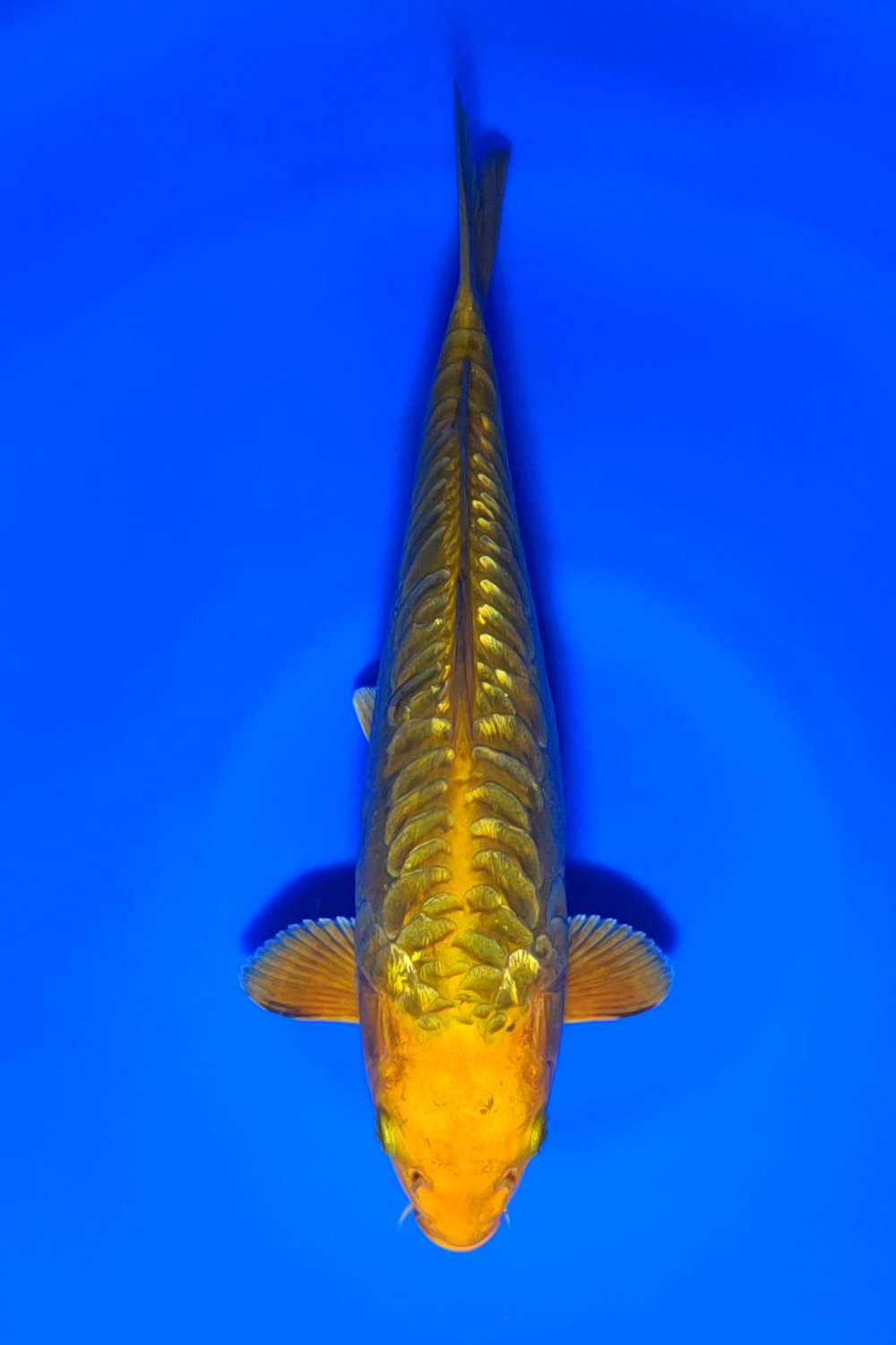 Juara 1
