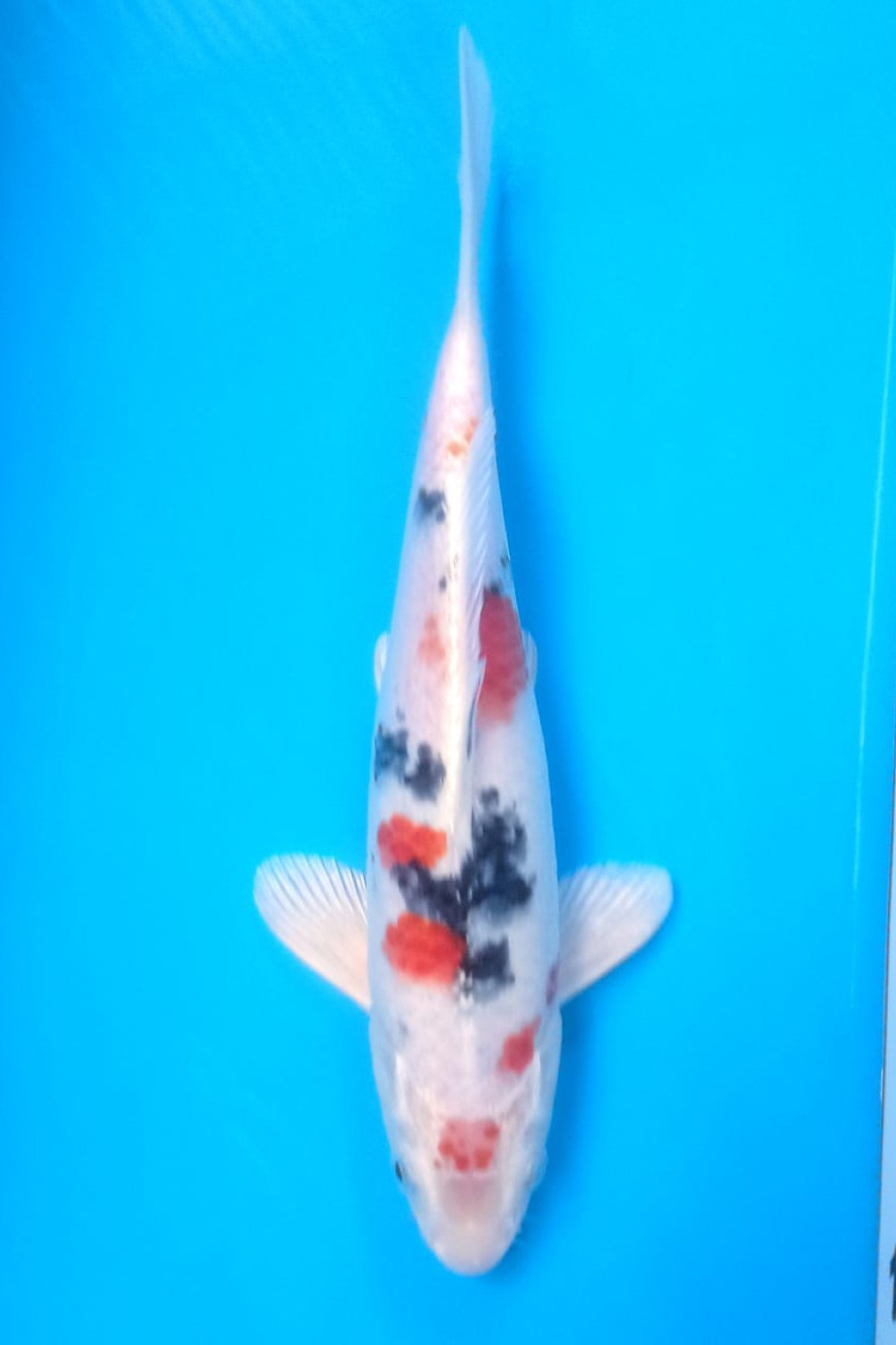 Juara 4