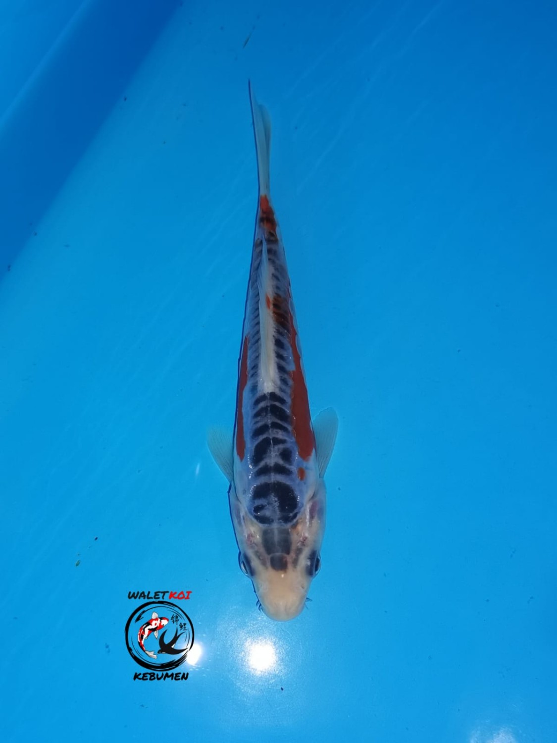 Best In Size D, 13 - 15 cm