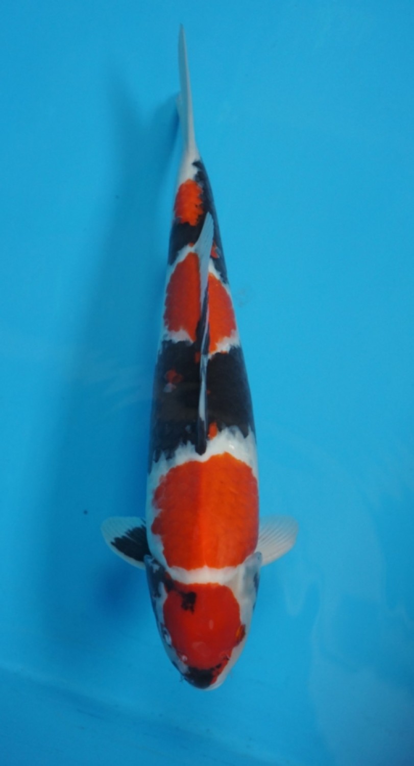 Juara 2