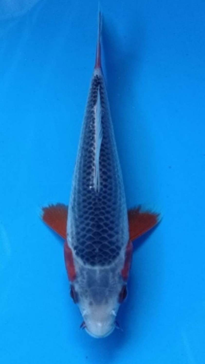 Juara 3
