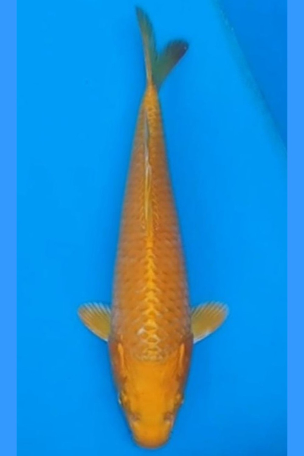 Juara 3