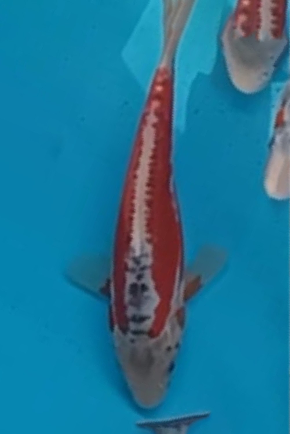 Juara 3