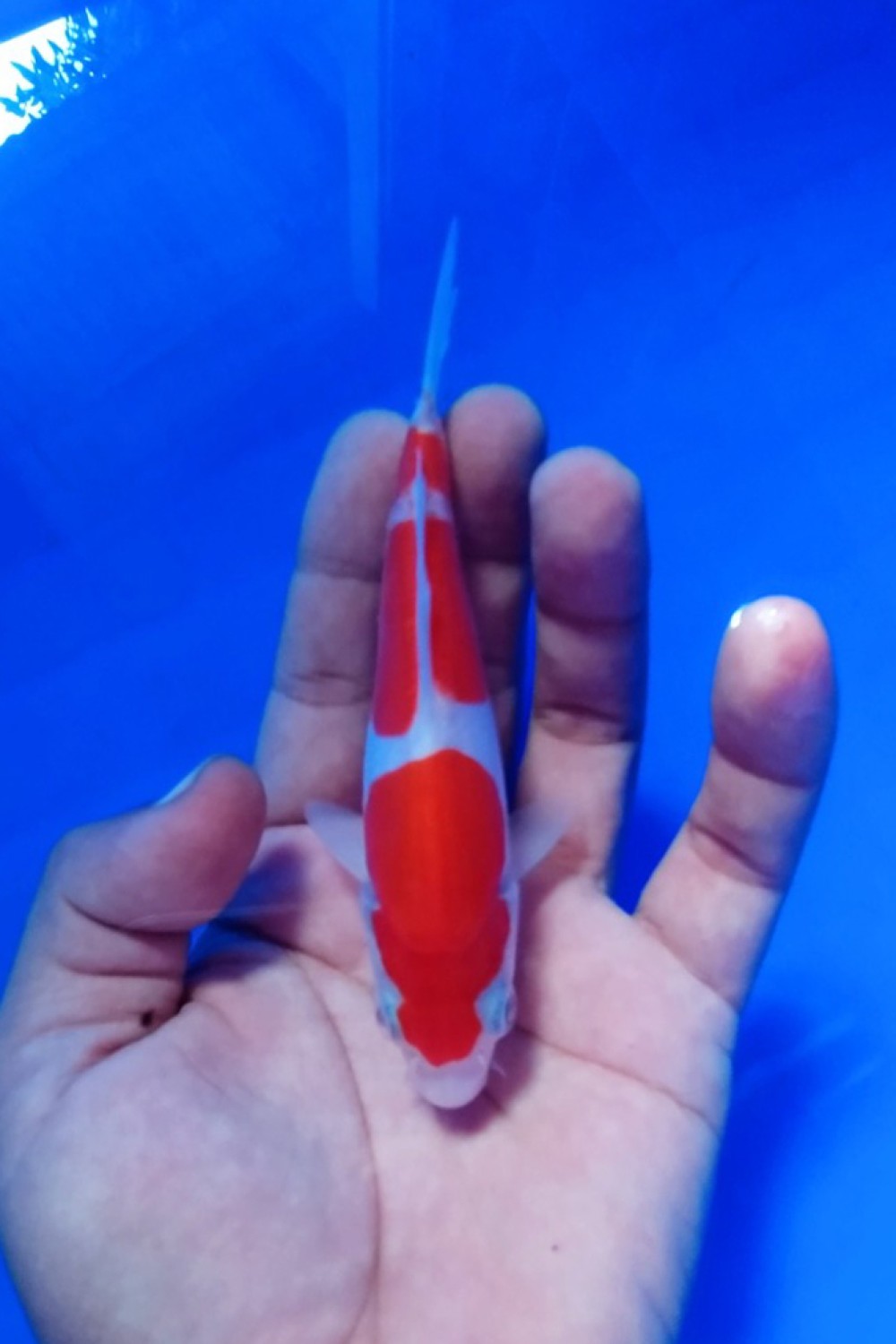 Juara 1