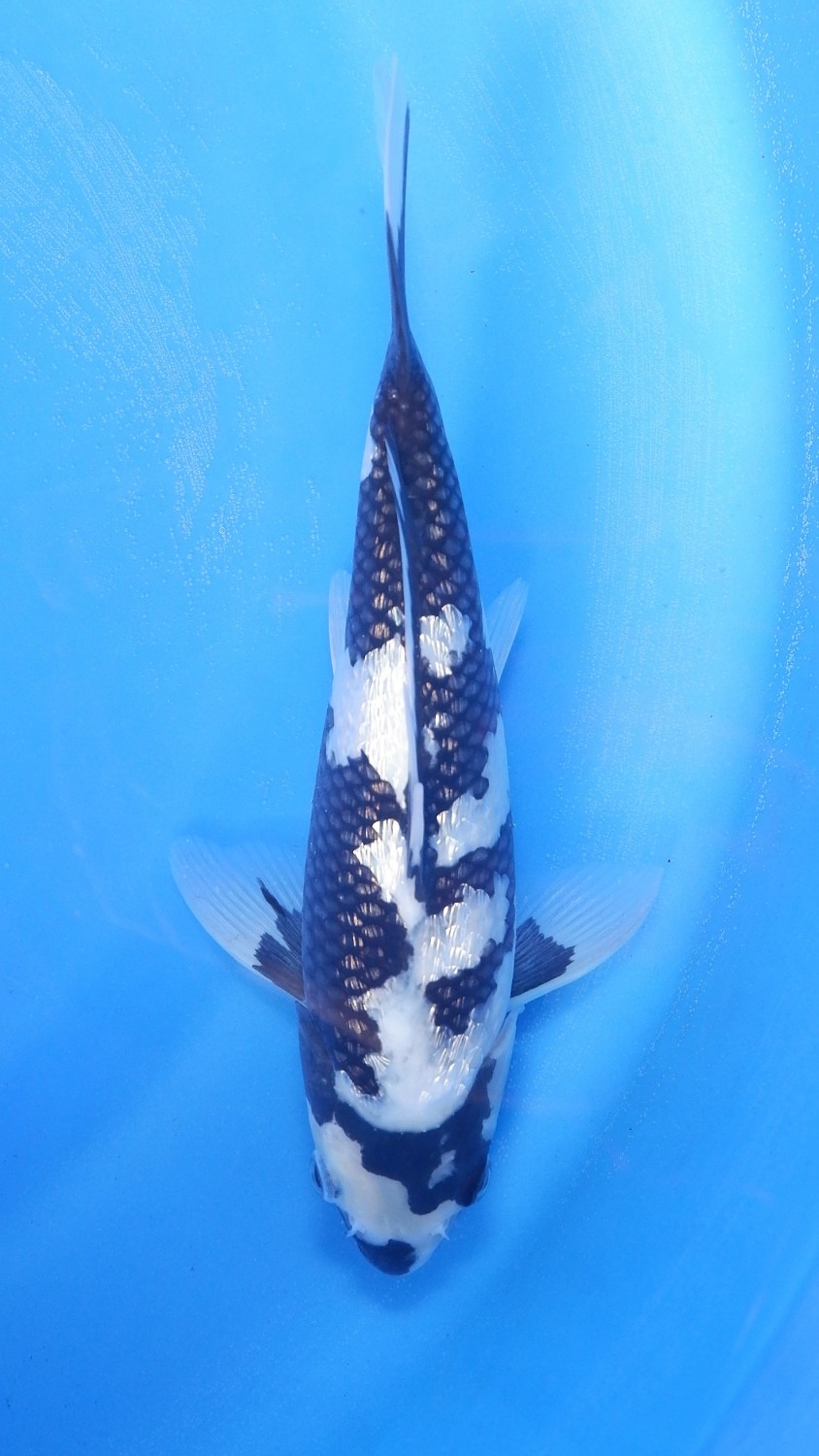 Best In Size C, 21 - 25 cm