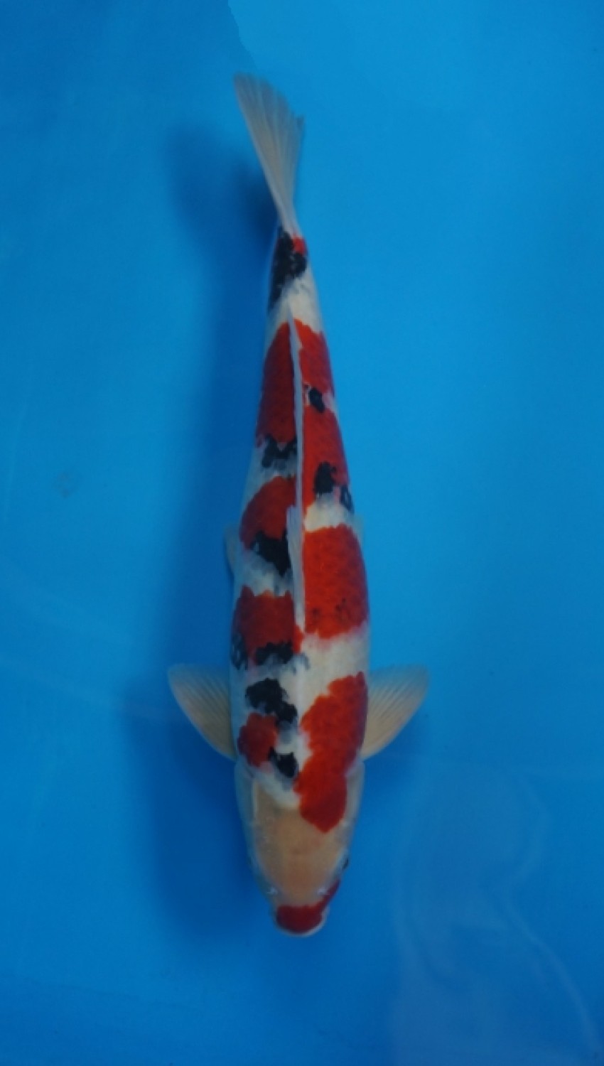 Juara 2