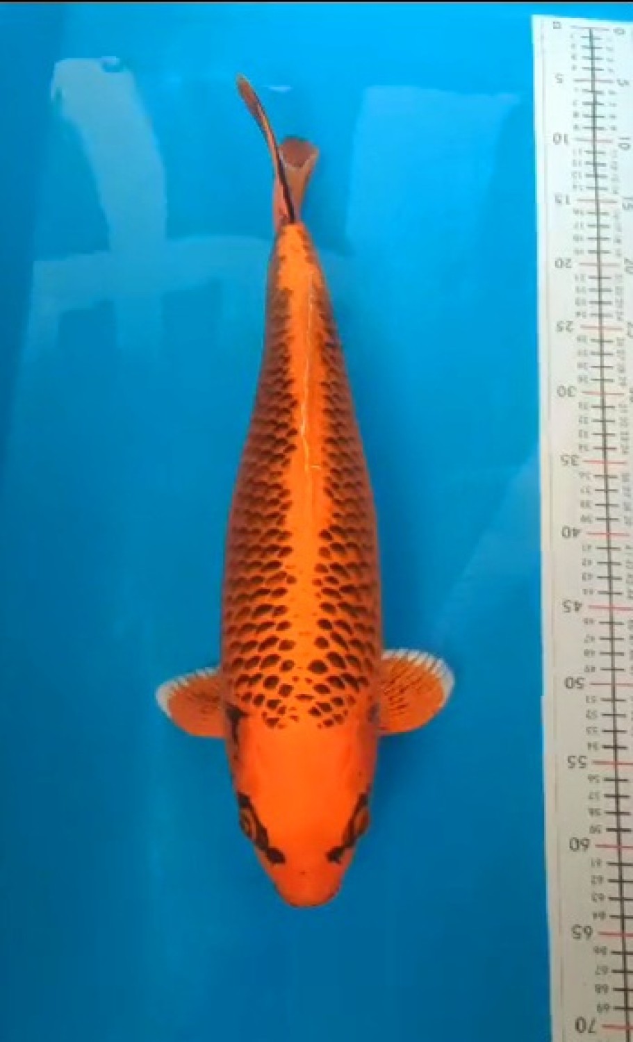 Juara 1