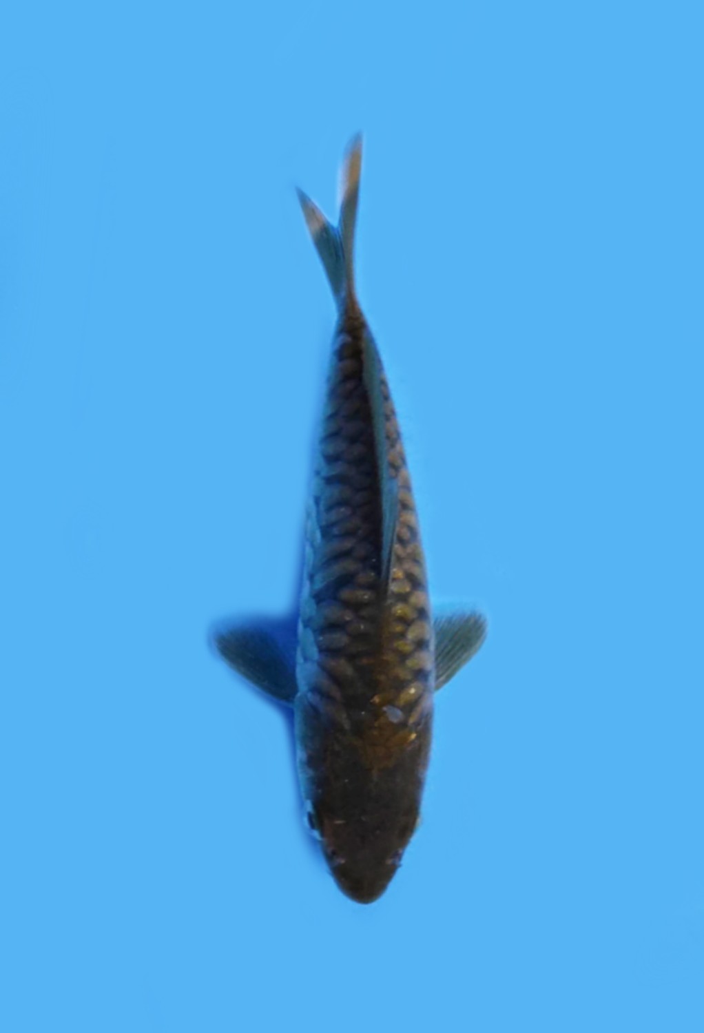 Juara 2