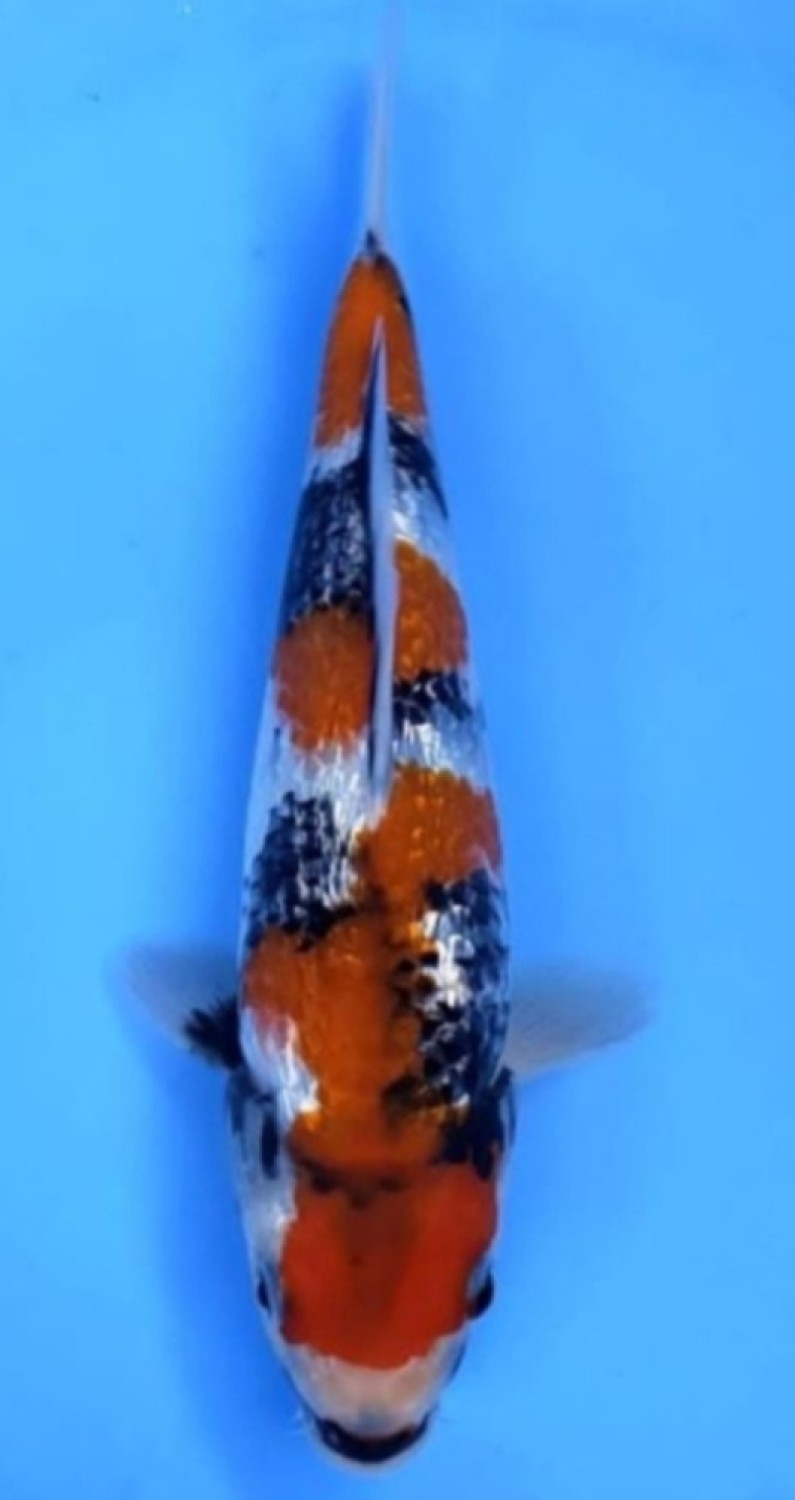 Best In Size B, 41 - 45 cm