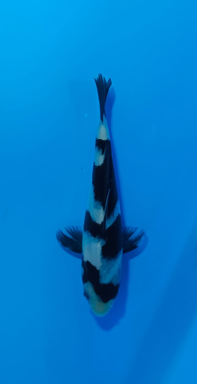 Juara 1