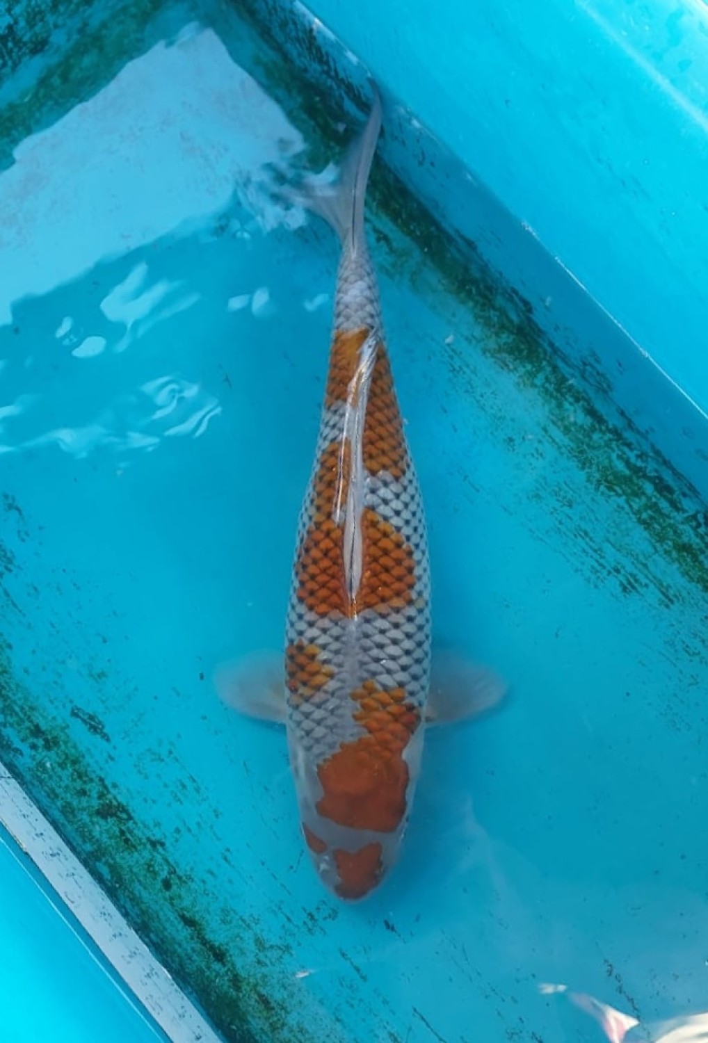 Juara 2