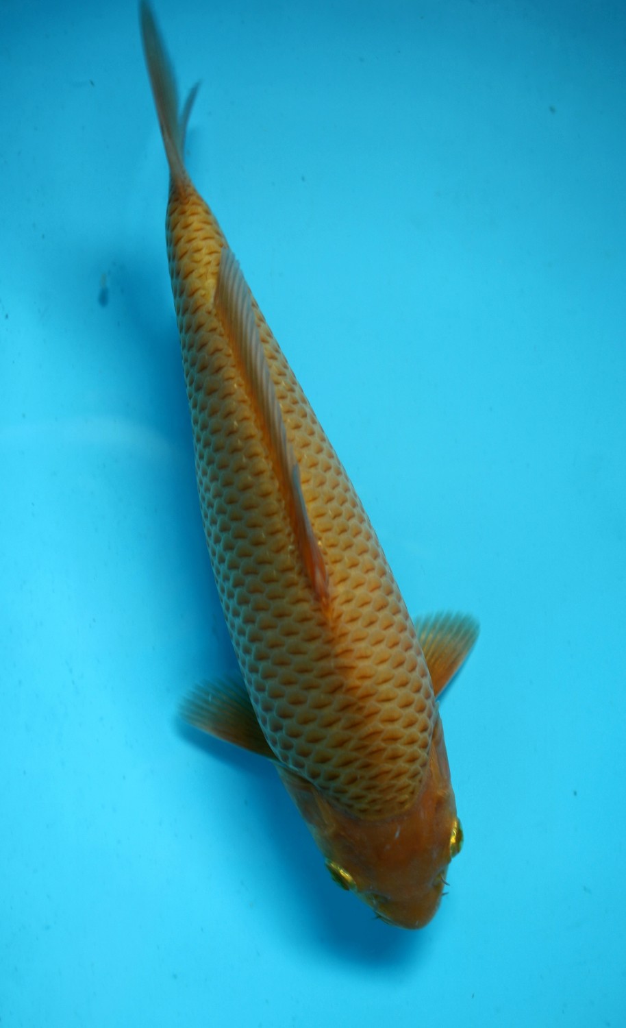 Juara 5