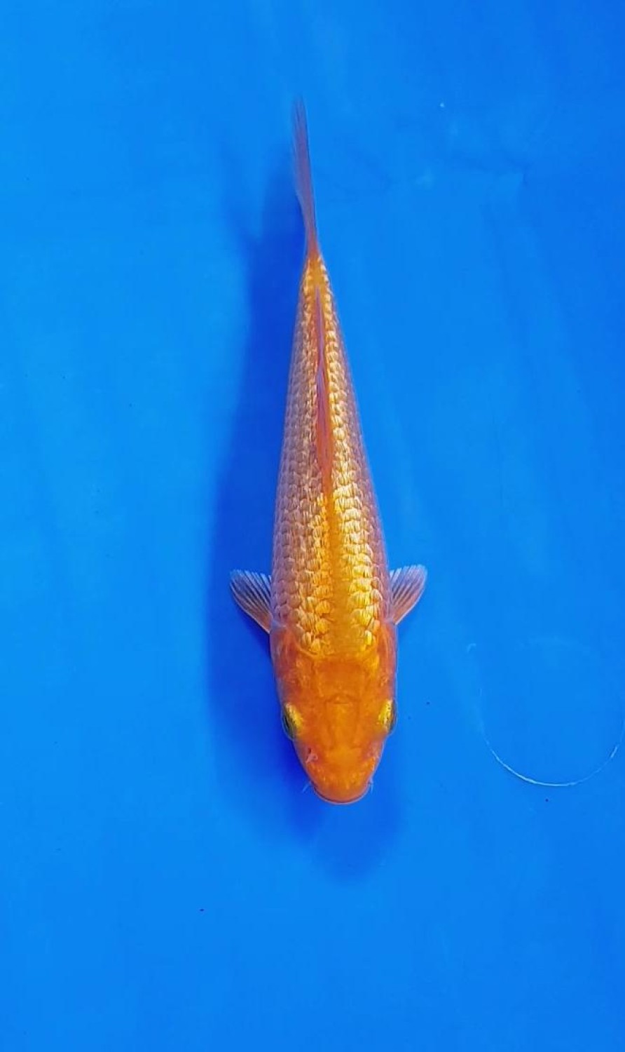 Juara 2