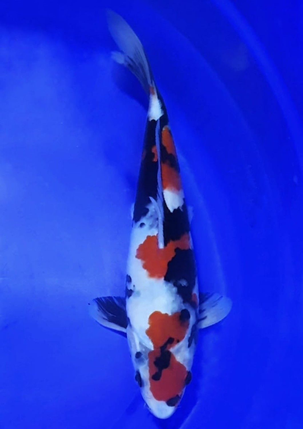 Juara 1