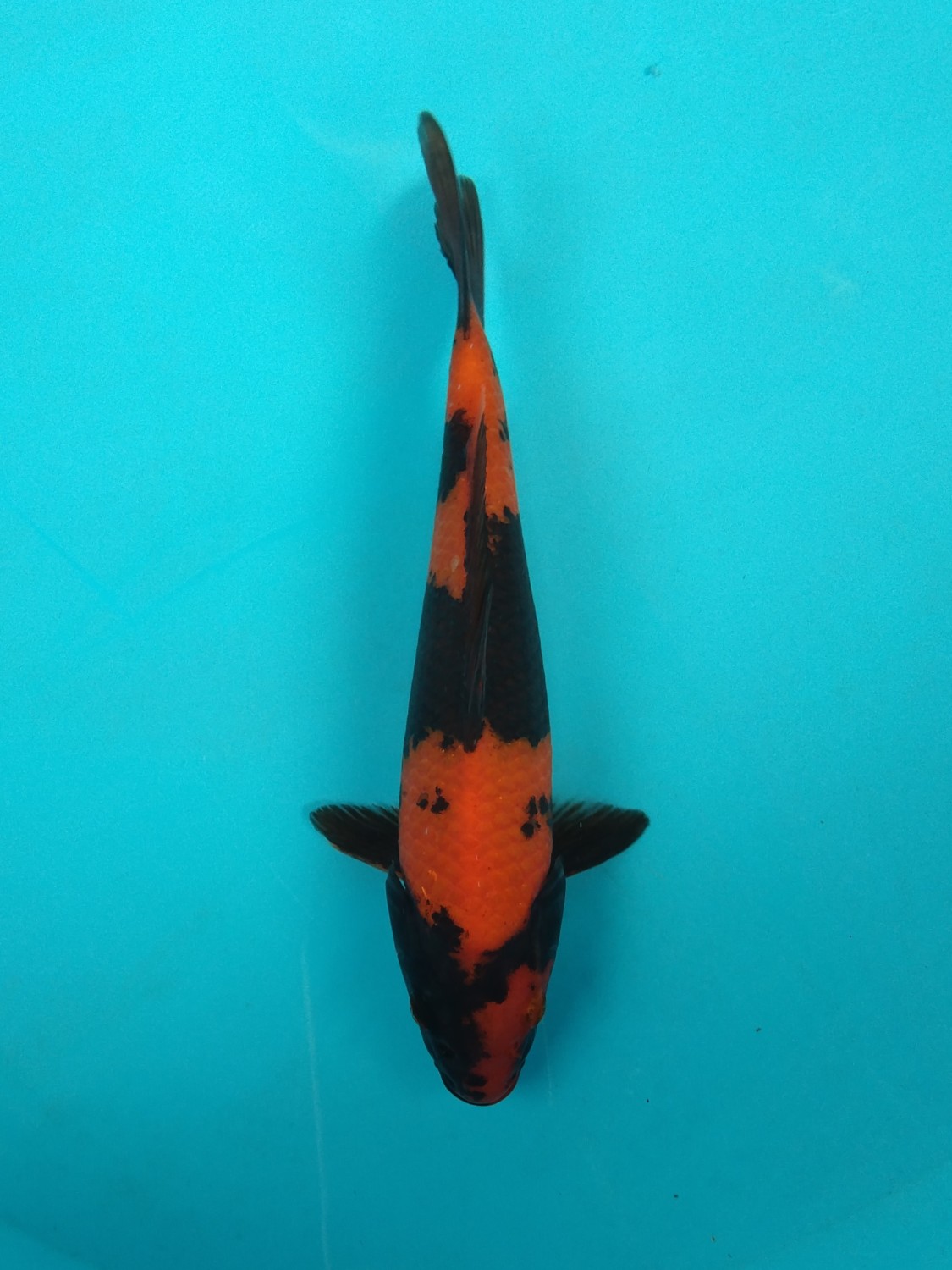Juara 1