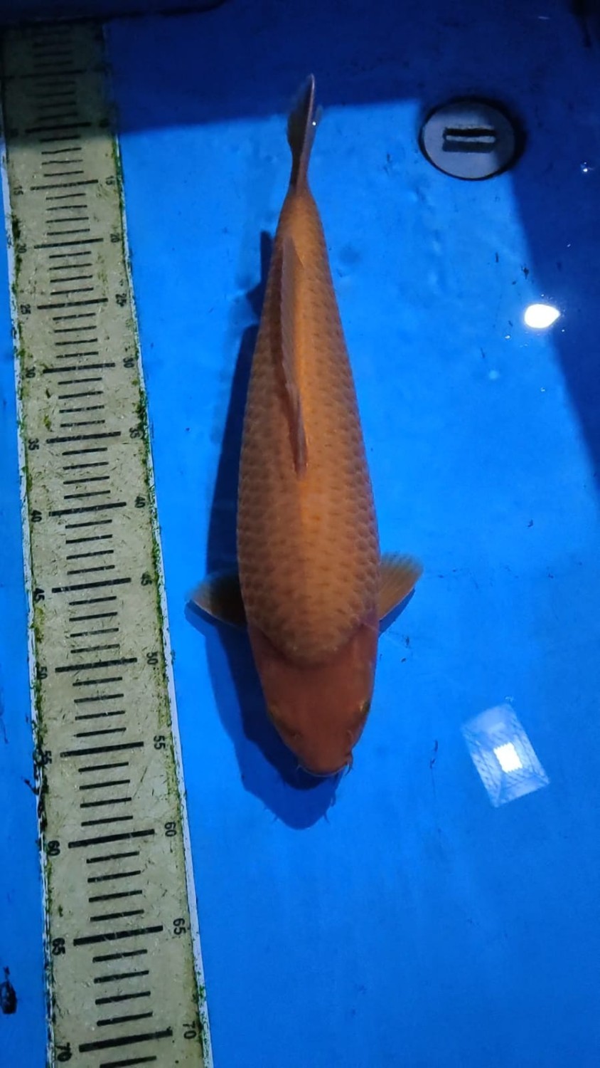 Juara 4