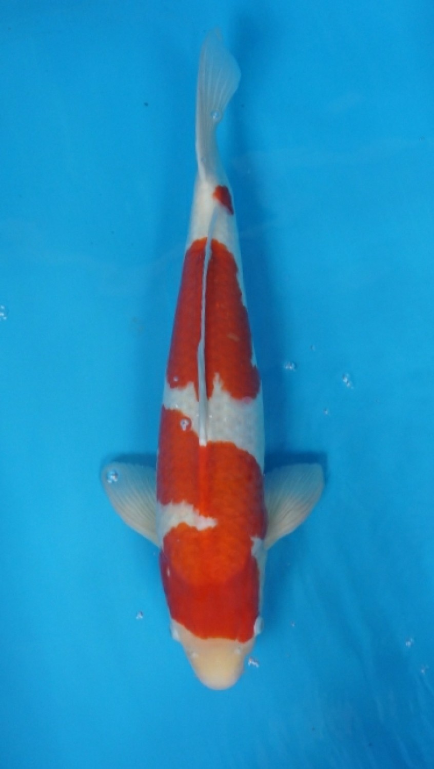 Juara 3