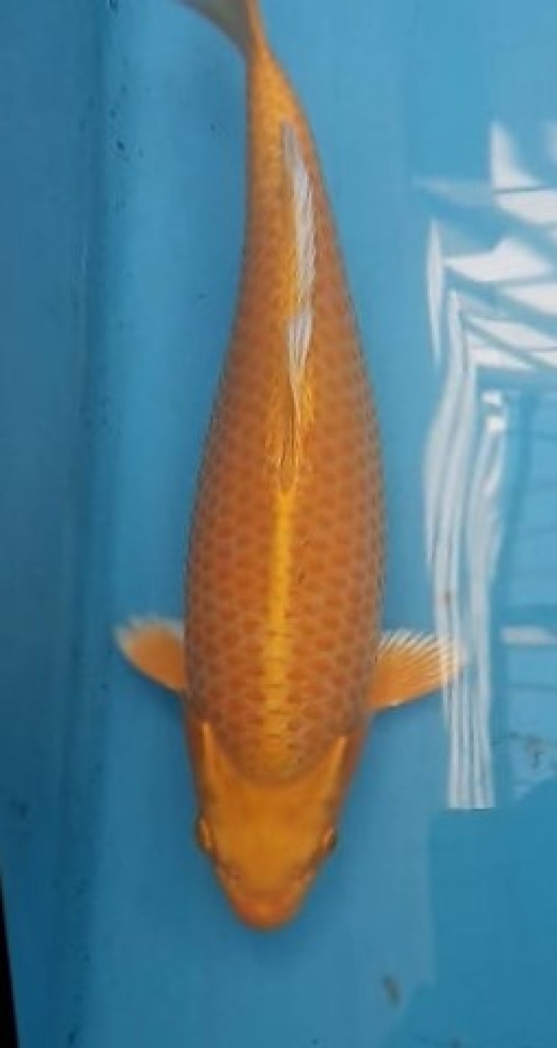 Juara 2