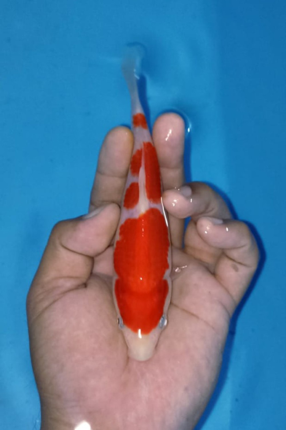 Juara 4