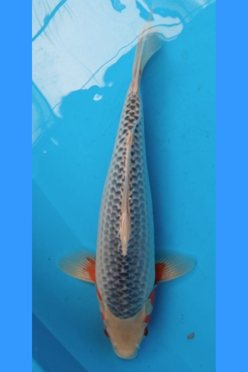 Juara 2