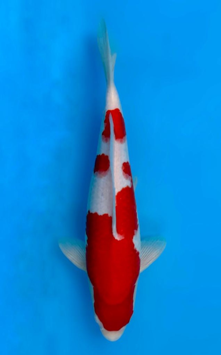 Juara 1