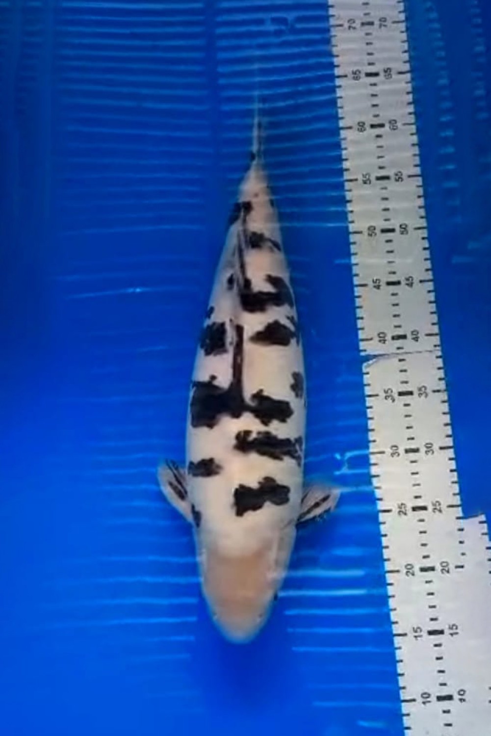 Best In Size D, 41 - 45 cm