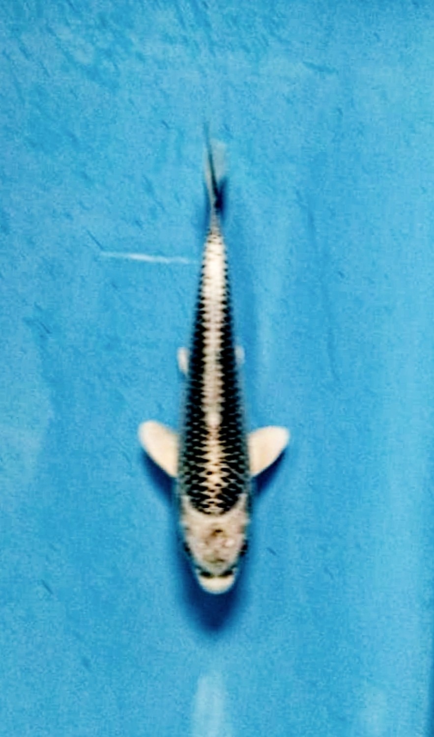Juara 1