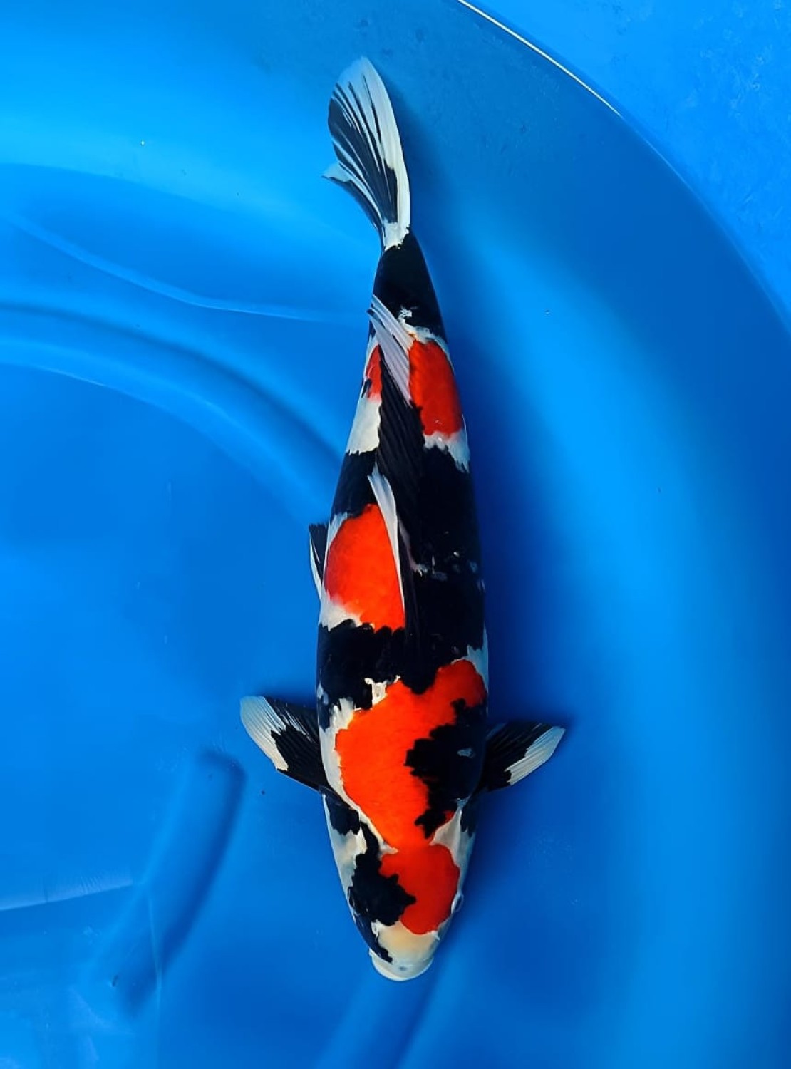 Best In Size A, 46 - 50 cm