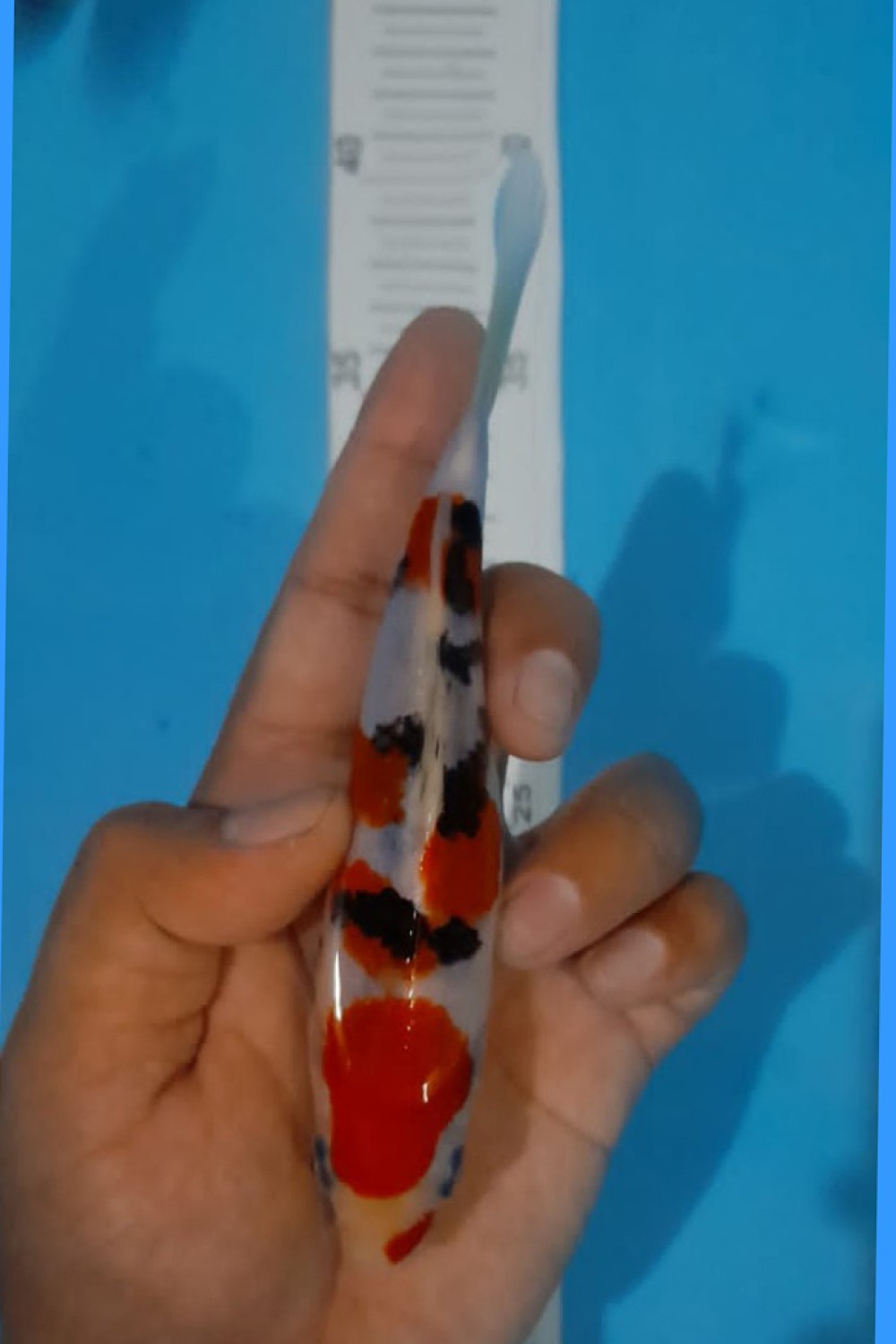 Juara 2