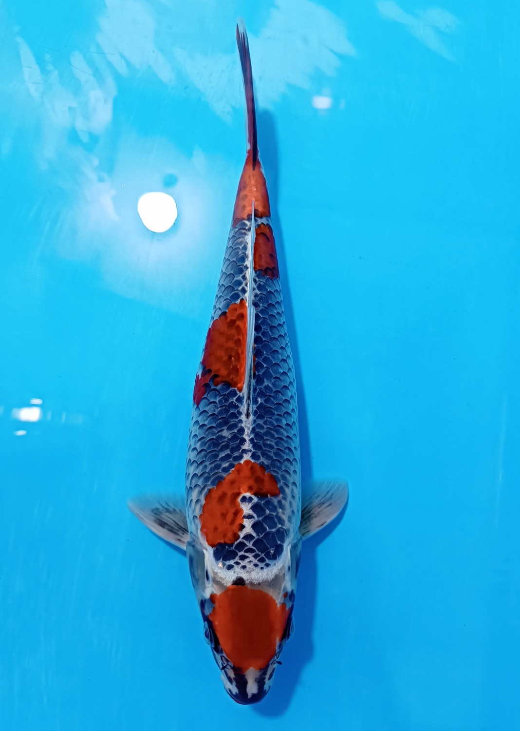 Juara 1
