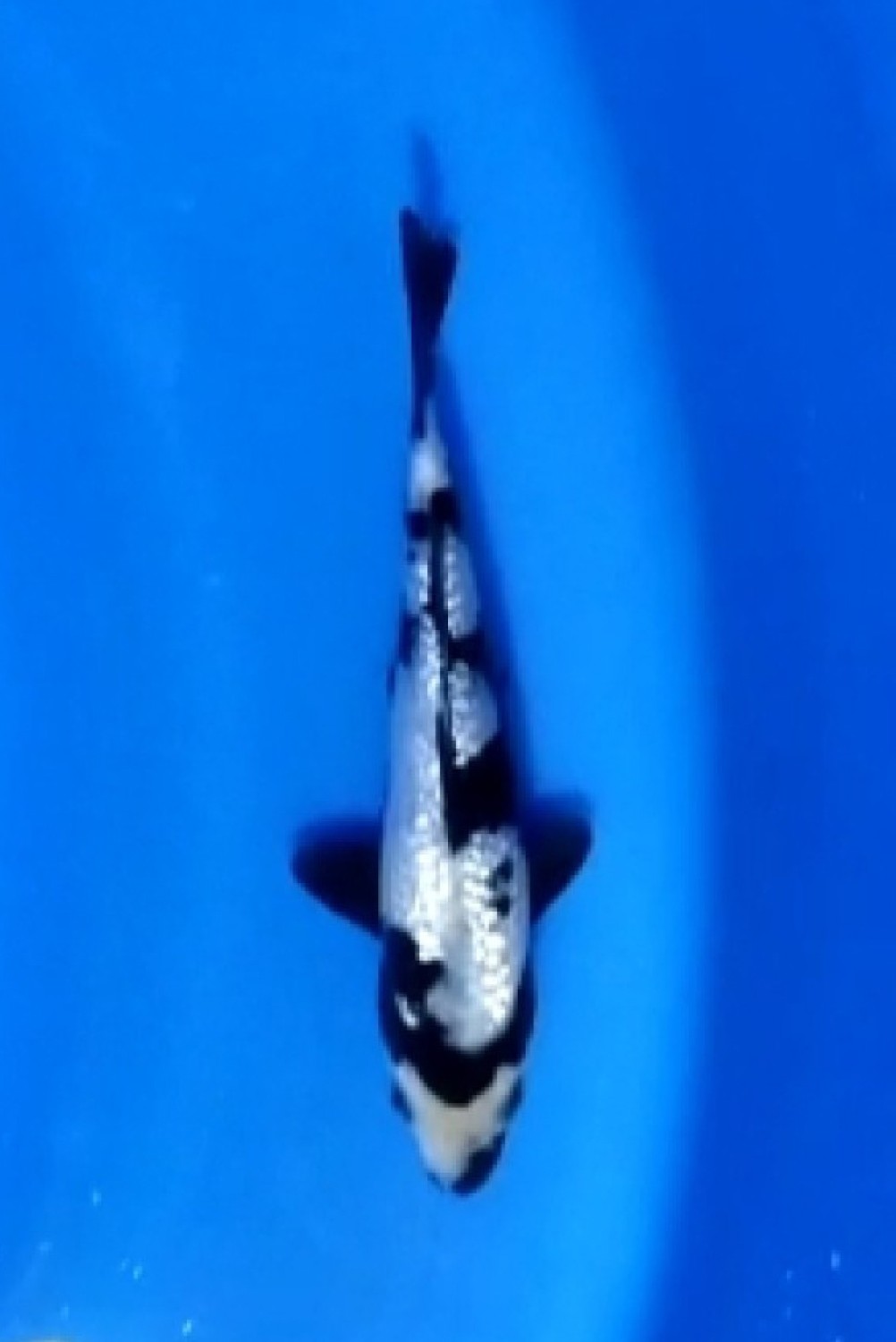 Juara 5