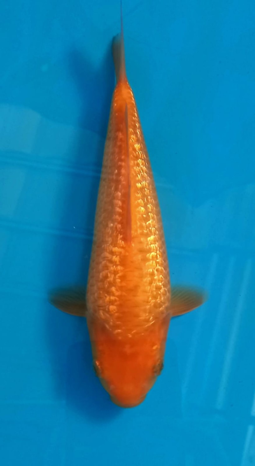Juara 4