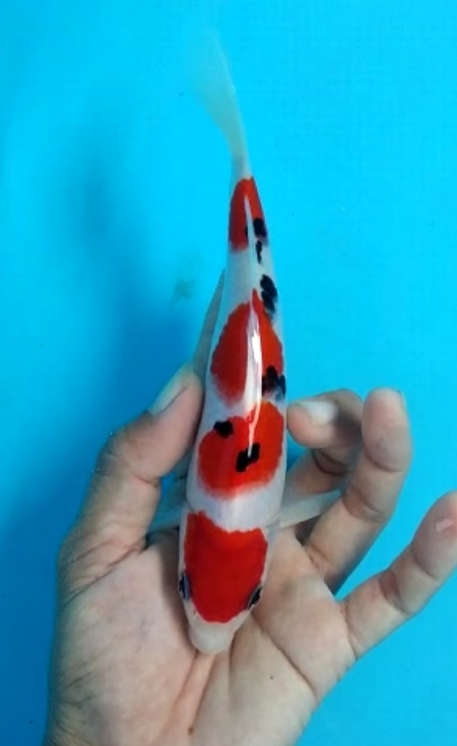 Juara 2