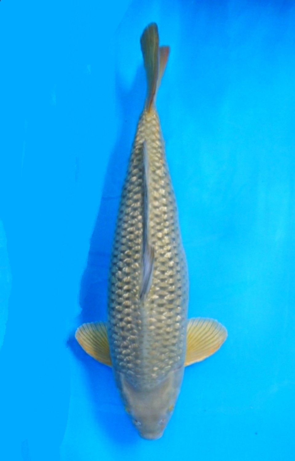 Juara 4